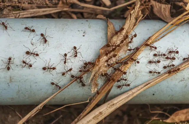 Termite Barrier Systems: Effective Protection Methods