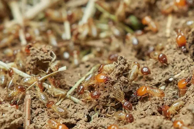Termite Barrier Cost: Installation and Treatment Expenses