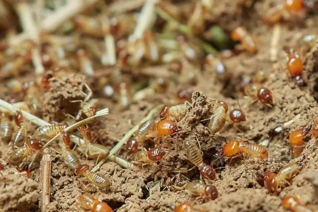 How to Protect ICF Homes Against Termites