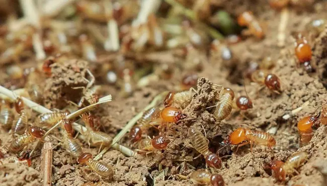 How to Protect ICF Homes Against Termites