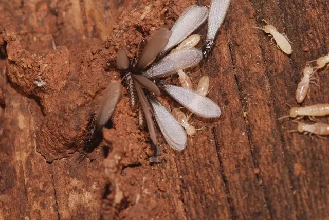 Keeping Termites Out of Subfloors